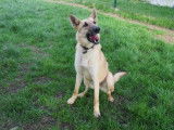 Jeune mâle de type berger Belge Malinois robe sable disponible