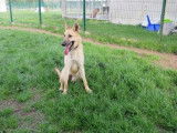 Jeune mâle de type berger Belge Malinois robe sable disponible