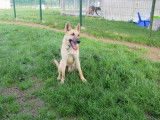 Jeune mâle de type berger Belge Malinois robe sable disponible