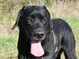 Mâle adulte de type Labrador Retriever robe noire disponible