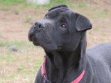 Femelle adulte d'apparence Shar Pei couleur noire à adopter