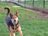 Mâle adulte de typer Berger 5 ans robe fauve disponible