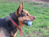 Mâle adulte de typer Berger 5 ans robe fauve disponible