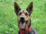 Mâle adulte de typer Berger 5 ans robe fauve disponible
