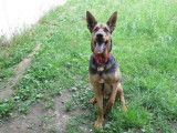 Mâle adulte de typer Berger 5 ans robe fauve disponible