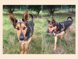 Mâle adulte de typer Berger 5 ans robe fauve disponible