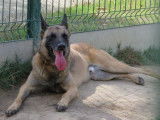 Mâle adulte d'apparence Berger Belge Malinois robe fauve disponible