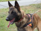 Mâle adulte d'apparence Berger Belge Malinois robe fauve disponible