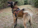 Mâle adulte d'apparence Berger Belge Malinois robe fauve disponible