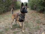 Mâle adulte d'apparence Berger Belge Malinois robe fauve disponible