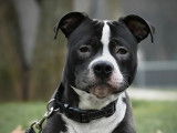 Chien croisé American Staffordshire Terrier noir et blanc à placer