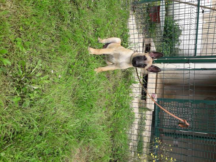 Chiot de race Berger Belge Malinois mâle à vendre