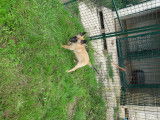 Chiot de race Berger Belge Malinois mâle à vendre