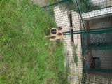 Chiot de race Berger Belge Malinois mâle à vendre