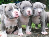 Chiots de race American Bully à vendre (1 femelle & 4 mâles)