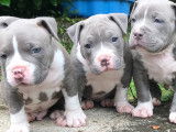 Chiots de race American Bully à vendre (1 femelle & 4 mâles)