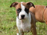 Superbes chiots American Staffordshire Terrier LOF à vendre