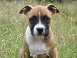 Superbes chiots American Staffordshire Terrier LOF à vendre