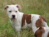 Superbes chiots American Staffordshire Terrier LOF à vendre