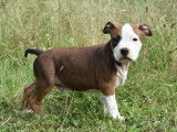Superbes chiots American Staffordshire Terrier LOF à vendre