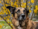 M&acirc;le adulte de type berger Belge Malinois 10 ans 1/2 &agrave; adopter