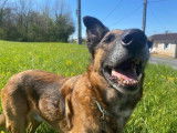 M&acirc;le adulte de type berger Belge Malinois 10 ans 1/2 &agrave; adopter