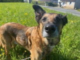 M&acirc;le adulte de type berger Belge Malinois 10 ans 1/2 &agrave; adopter