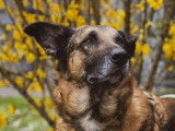 M&acirc;le adulte de type berger Belge Malinois 10 ans 1/2 &agrave; adopter