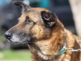 M&acirc;le adulte de type berger Belge Malinois 10 ans 1/2 &agrave; adopter