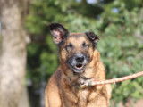 M&acirc;le adulte de type berger Belge Malinois 10 ans 1/2 &agrave; adopter
