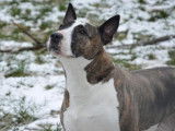 Femelle adulte croisée de type Bull Terrier 9 ans à placer