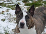 Femelle adulte croisée de type Bull Terrier 9 ans à placer