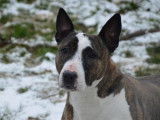 Femelle adulte croisée de type Bull Terrier 9 ans à placer