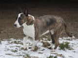 Femelle adulte croisée de type Bull Terrier 9 ans à placer
