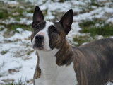Femelle adulte croisée de type Bull Terrier 9 ans à placer