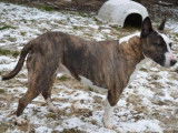 Femelle adulte croisée de type Bull Terrier 9 ans à placer