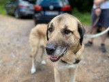 Femelle adulte de type berger d'Anatolie 8 ans &agrave; placer