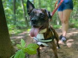 Mâle adulte d'apparence Bouledogue Français 8 ans à placer