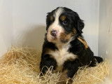 Adorable chiot femelle Bouvier Bernois, LOF, prêt à être adopté
