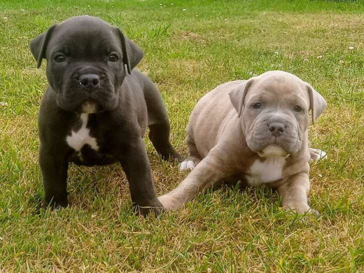 Chiot American Bully