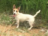 Femelle Jack Russell de petite taille pour saillie