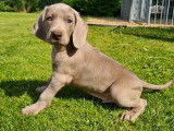 Chiots de race Braque de Weimar à vendre (5 femelles & 7 mâles)