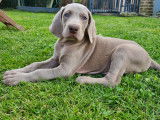 Chiots de race Braque de Weimar à vendre (5 femelles & 7 mâles)