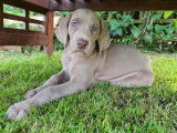 Chiots de race Braque de Weimar à vendre (5 femelles & 7 mâles)