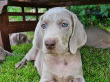 Chiots de race Braque de Weimar à vendre (5 femelles & 7 mâles)
