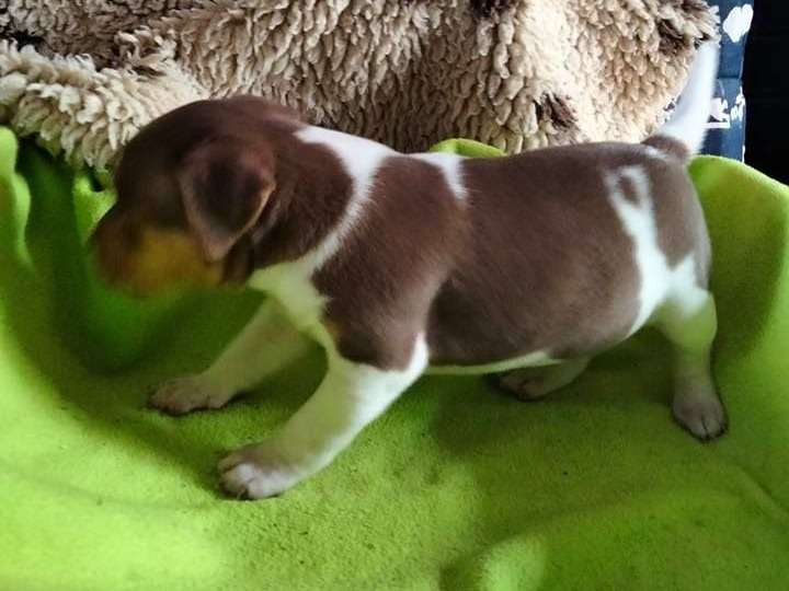 Adorable chiot femelle Terrier Brésilien disponible à l’adoption