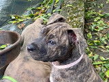 Chiots American Staffordshire Terrier LOF &agrave; vendre