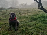 Staffie mâle pour saillie