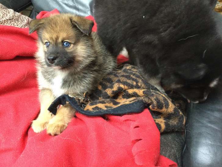 Chiot Pomsky F3 mâle à vendre