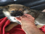 Chiot Pomsky F3 m&acirc;le &agrave; vendre